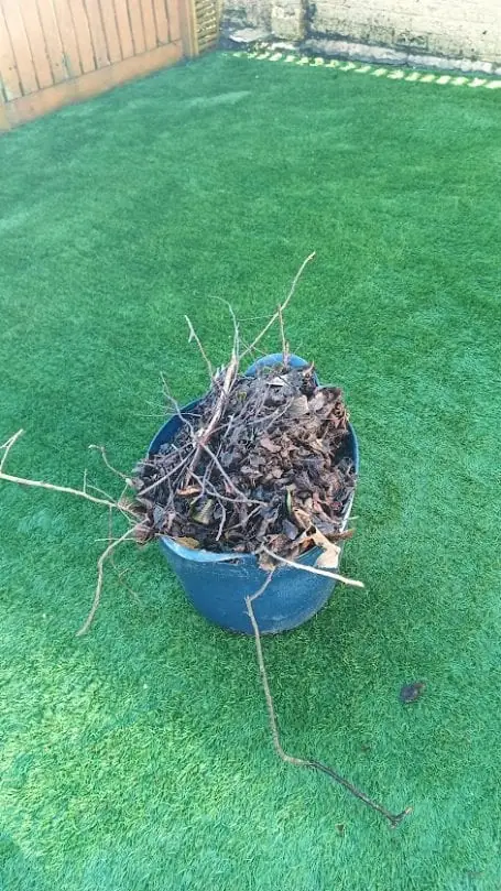 A tub filled with leaves and twigs cleared from an artificial lawn